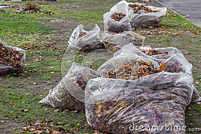 A pile of yellow and orange fallen leaves is collected in large transparent plastic bags on the green grass lawn in the backyard. Stock Photo