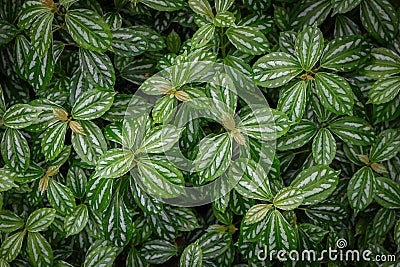 Pilea cadierei or aluminum plant close up view Stock Photo