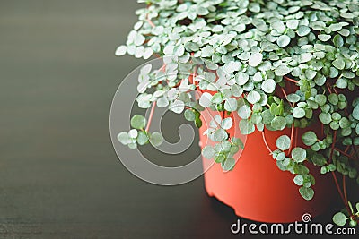 Pilea Glauca, plant, home, decor. Home plant Pilea Glauca on a dark background. Beautiful plant for home and balcony. Scandinavian Stock Photo