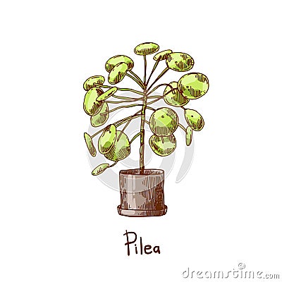 Pilea. Houseplants vector illustrations. Urban jungles. Plants are friends. Vector Illustration