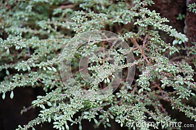 Pilea microphylla Also called rockweed, artillery plant, gun powder plant, brilhantina, Frescura, Urticaceae, Artillery Fern wit Stock Photo