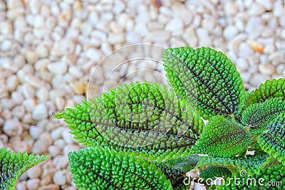 Pilea mollis Stock Photo