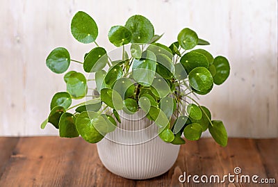 The pilea peperomioides, also known as the Chinese money plant Stock Photo