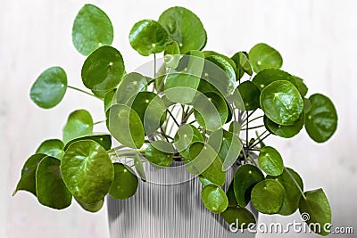 The pilea peperomioides, also known as the Chinese money plant Stock Photo