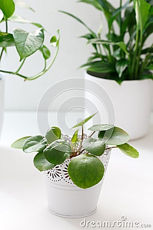 Pilea Peperomioides or Chinese Money Plant Stock Photo