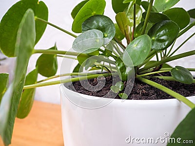 Pilea peperomioides or pancake plant with a small plantlet Stock Photo