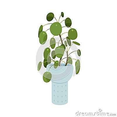 Pilea peperomioides, potted Chinese money plant. Circular green leaf houseplant growing in home flowerpot. Foliage Vector Illustration