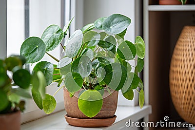 Pilea peperomioides in terracotta pot, known as Chinese money plant on windowsill at home. Stock Photo