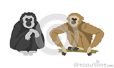 Pileated Gibbon Monkey as Ape with Black Shaggy Fur Vector Set Vector Illustration