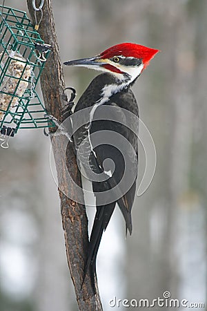 Pileated Woodpecker. Bird. Stock Photo