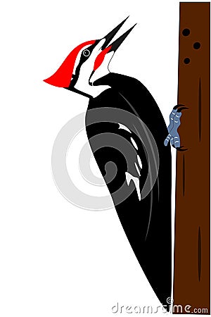 Pileated woodpecker Vector Illustration