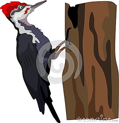 Pileated Woodpecker Bird Animal Vector Vector Illustration