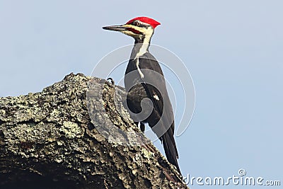 Pileated Woodpecker (Dryocopus pileatus) Stock Photo