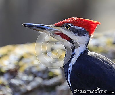 Pileated woodpecker portrait into the forest Stock Photo