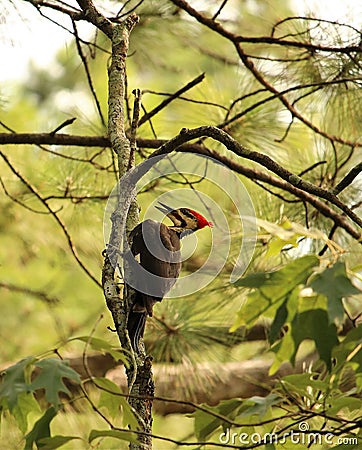 Pileated Woodpecker Stock Photo