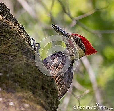 Pileated Woodpecker On Tree Looking For Insects Stock Image