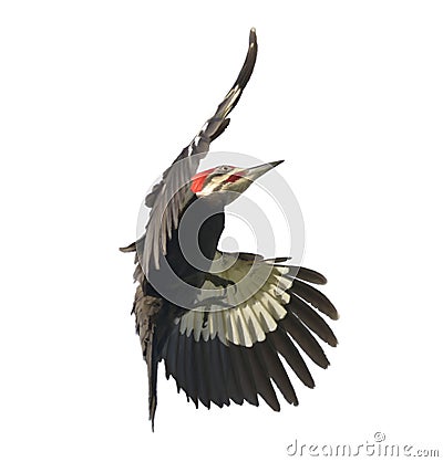 Pileated Woodpecker Watercolor Stock Photo