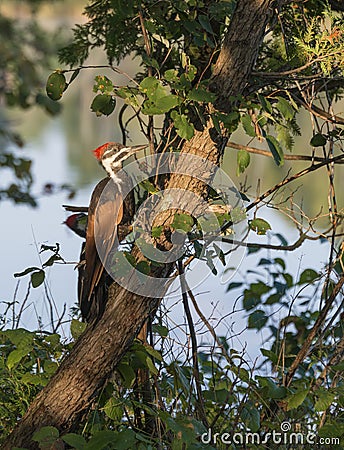 Pileatus Woodpecker on Cedar Tree Stock Photo