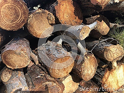 Piled pine tree logs. Stacks of cut wood Stock Photo