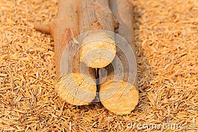 Piled tree trunks on husk background Stock Photo