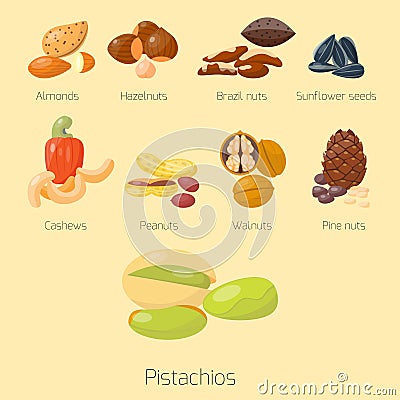 Piles of different nuts pistachio hazelnut almond peanut walnut cashew tasty seed vector illustration Vector Illustration