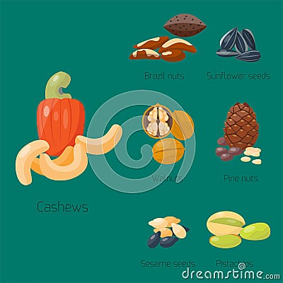 Piles of different nuts pistachio hazelnut almond walnut cashew chestnut tasty seed vector illustration Vector Illustration