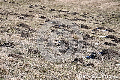 Piles of earth Moles dug in the meadow Stock Photo