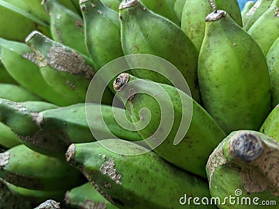 Piles of green bananas are sold in the local Indonesian market. Banana branch at the market. files 2 Stock Photo