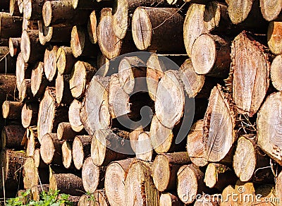 Piles of Sawn Timber Stock Photo