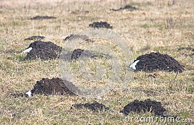 Piles of soil collected by mole (mole mound) Stock Photo