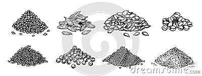 Piles of spices. Black pepper peas, sesame seeds, poppy seeds, caraway seeds, mustard, cardamom, different grains Vector Illustration