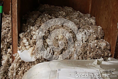 piles of wool piled up on the floors of an old traditional hard wood shearing shed waiting to be baled for the family farm, rural Stock Photo