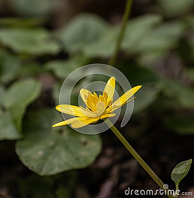 Pilewort -Ranunculus Ficaria- close up Stock Photo