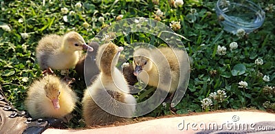 Pilgrim geese one day old Stock Photo