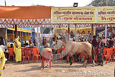 Pilgrims Are Served Meal At A Transit Camp On Way to Gangasagar,in Kolkata. Editorial Stock Photo