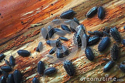 Pill Bugs Stock Photo