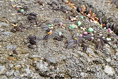Pill bugs on gray concrete with multicolored pebbles Stock Photo