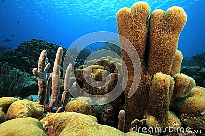Pillar coral (dendrogya cylindrus) Stock Photo