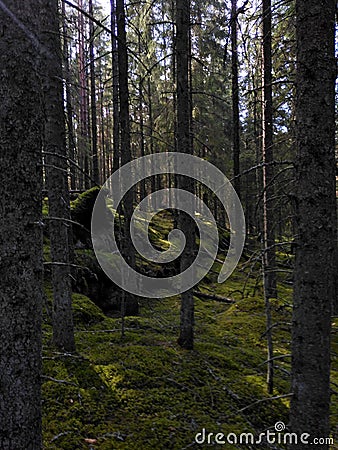 Pillar spruce forest in Tiveden natural reserve Stock Photo