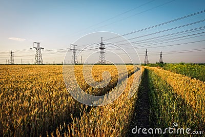 Pillars of line power electricity among the wheat fields Stock Photo