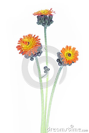 Pilosella aurantiaca or Orange Hawkweed Flower Stock Photo