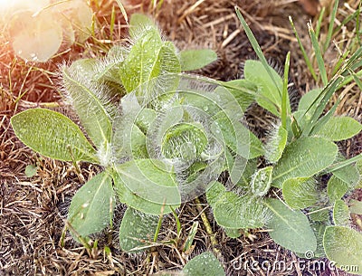Pilosella plants with dew drops, selective focus. Rosettes of leaves with whitish glandular hairs. Noxious weed Stock Photo