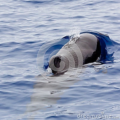 Pilot whale Stock Photo