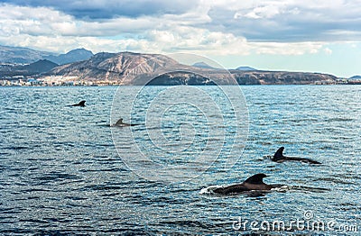 Pilot whales on Tenerife Stock Photo