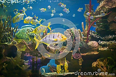 Pilotfish in beautiful aquarium Stock Photo