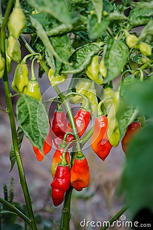 Pimento pepper plant gardening organic spice healthy produce Caribbean food ingredient Stock Photo