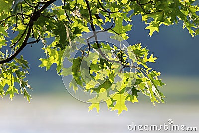 Pin Oak leaves Stock Photo