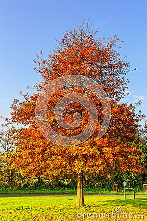 Pin oak, Quercus palustris as Park tree in lawn Stock Photo