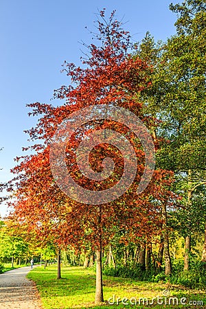 Pin oak, Quercus palustris as a street tree planted in the roadside Stock Photo