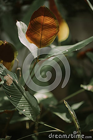 Pin stripe plant in the north of Thailand Stock Photo